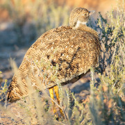 Northern Black Korhaan
