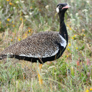 Northern Black Korhaan