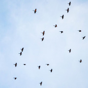 Northern Carmine Bee-eater