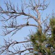 Northern Flicker