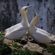 Northern Gannet