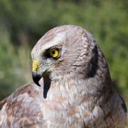 Northern Harrier