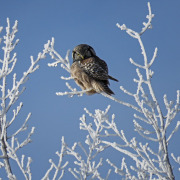 Northern Hawk Owl
