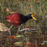 Northern Jacana