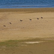 Northern Lapwing