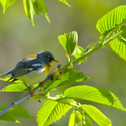 Northern Parula