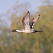 Northern Pintail