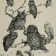 Northern Pygmy-Owl