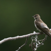 Northern Rough-winged Swallow
