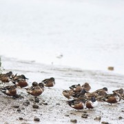 Northern Shoveler