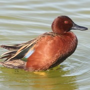 Northern Shoveler