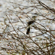 Northern Shrike