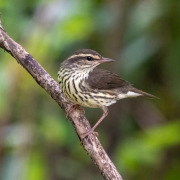 Northern Waterthrush
