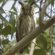 Northern White-faced Owl