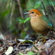 Oates's pitta