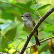 Lesser Antillean Flycatcher