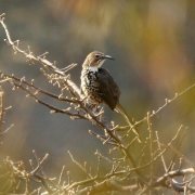 Ocellated Thrasher