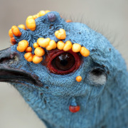 Ocellated Turkey