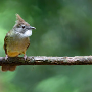 Ochraceous Bulbul