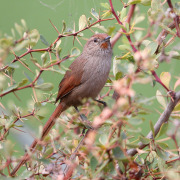 Ochre-cheeked Spinetail