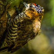 Ochre-collared Piculet