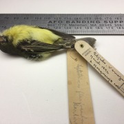 Ochre-faced Tody-Flycatcher