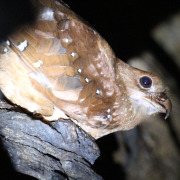 Oilbird