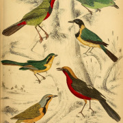 Olive Bushshrike