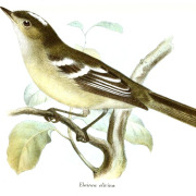 Olive-striped Flycatcher