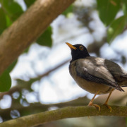 Olive Thrush