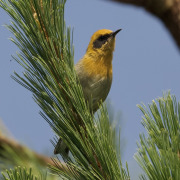 Olive Warbler