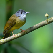 Olive-winged Bulbul