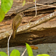 Olive-winged Bulbul