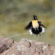 Drakensberg Rockjumper