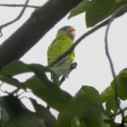 Orange-fronted Parakeet