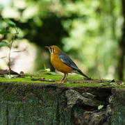 Orange-headed Thrush