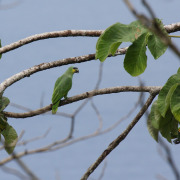 Orange-winged Amazon