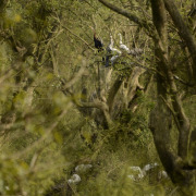 Oriental Darter