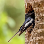 Oriental Magpie-Robin
