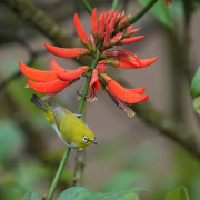Oriental White-eye