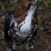 Ornate Hawk-Eagle