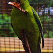 Ouvea Parakeet