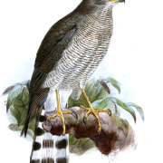Ovambo sparrowhawk