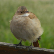Ovenbird