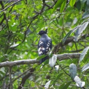Pacific Baza