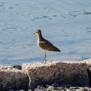 Pacific Golden Plover