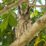 Pacific Screech Owl