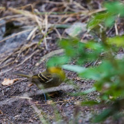 Pacific-slope Flycatcher