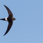 Pacific Swift
