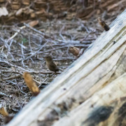 Pacific Wren
